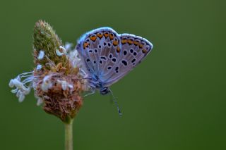 okgzl Balkan Mavisi (Aricia anteros )