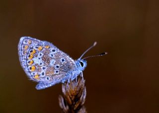 okgzl Balkan Mavisi (Aricia anteros )