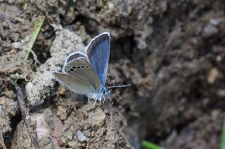Anadolu Karag�z Mavisi&nbsp;(Glaucopsyche&nbsp;astraea)