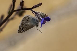 okgzl Edon Mavisi (Polyommatus aedon)