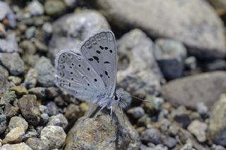 okgzl Edon Mavisi (Polyommatus aedon)