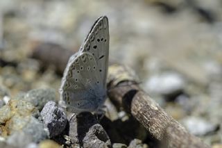 okgzl Edon Mavisi (Polyommatus aedon)