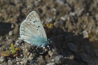 okgzl Edon Mavisi (Polyommatus aedon)