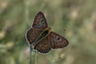 sli Bakr Gzeli (Lycaena tityrus)