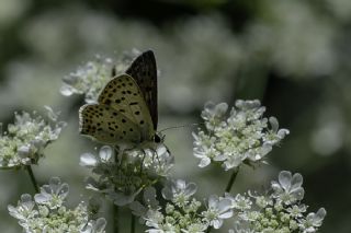 sli Bakr Gzeli (Lycaena tityrus)