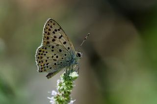 sli Bakr Gzeli (Lycaena tityrus)