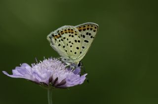 sli Bakr Gzeli (Lycaena tityrus)