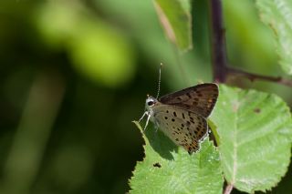 sli Bakr Gzeli (Lycaena tityrus)