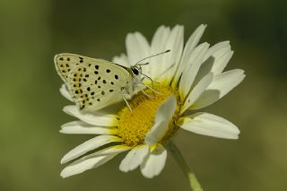 sli Bakr Gzeli (Lycaena tityrus)