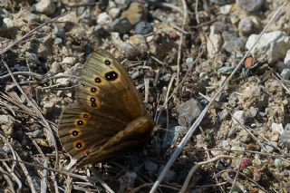 Uygur Gzelesmeri (Proterebia afra)