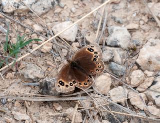 Uygur Gzelesmeri (Proterebia afra)