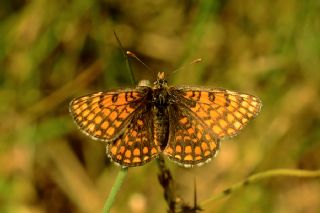 Gzel Amannisa (Mellicta  aurelia)