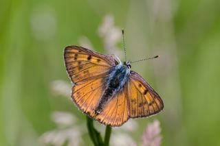 Byk Mor Bakr Gzeli (Lycaena alciphron)