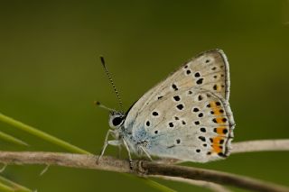 Byk Mor Bakr Gzeli (Lycaena alciphron)