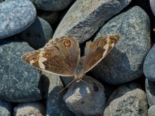 Dicle Gzeli (Junonia orithya)