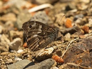 Anadolu Karamelei (Hipparchia fatua)