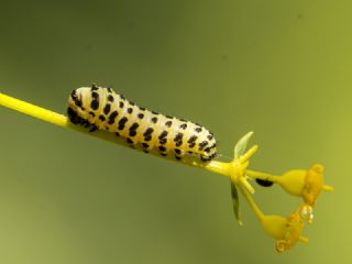Kaplan Krlangkuyruk (Papilio alexanor)