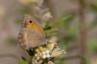 Yalanc Esmerperi (Hyponephele lycaonoides)