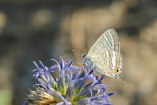 Lampides (Lampides boeticus)