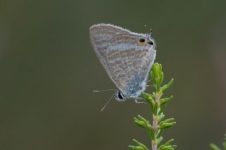 Lampides (Lampides boeticus)