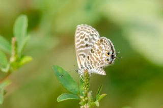 Mavi Zebra (Leptotes pirithous)