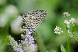 Mavi Zebra (Leptotes pirithous)