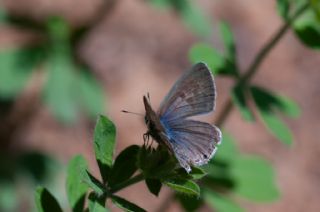 Mavi Zebra&nbsp;(Leptotes&nbsp;pirithous)