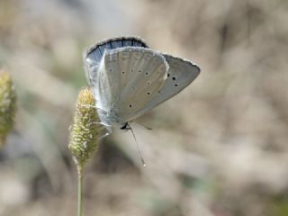 Ali Balinin okgzls (Polyommatus alibalii)