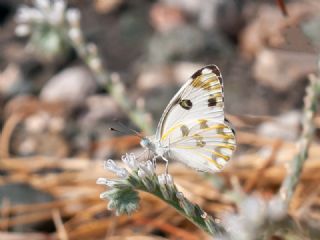 Siirt l Beneklibeyaz (Pontia glauconome)