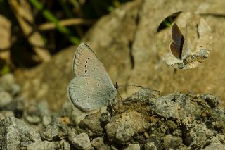 Minik Kupid (Cupido minimus)