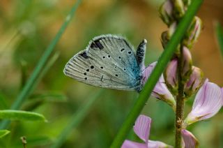 Minik Kupid (Cupido minimus)