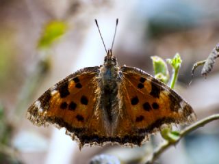 Sar Ayakl Nimfalis (Aglais xanthomelas)