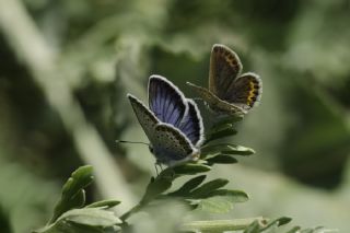 Gm Lekeli Esmergz (Plebejus argus)