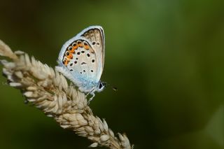 Gm Lekeli Esmergz (Plebejus argus)