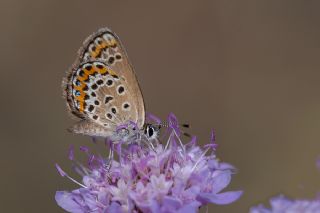 Gm Lekeli Esmergz (Plebejus argus)