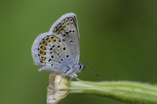 Gm Lekeli Esmergz (Plebejus argus)