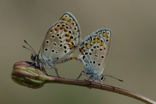 Doulu Esmergz (Plebejus carmon)