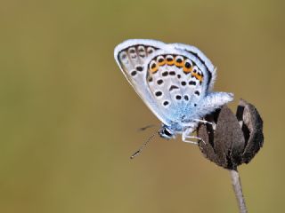 Gm Lekeli Esmergz (Plebejus argus)