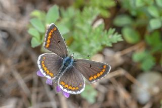 okgzl Esmer (Aricia agestis)