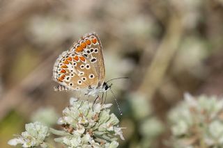 okgzl Esmer (Aricia agestis)