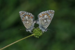 okgzl Esmer (Aricia agestis)