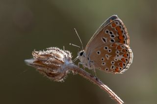 okgzl Esmer (Aricia agestis)