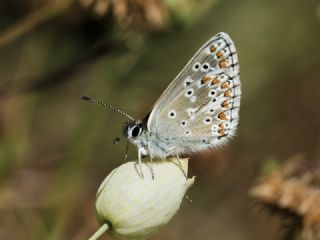 okgzl Orman Esmeri (Aricia artaxerxes)