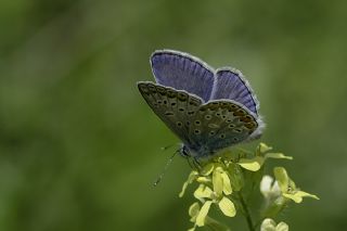 okgzl Mavi (Polyommatus icarus)