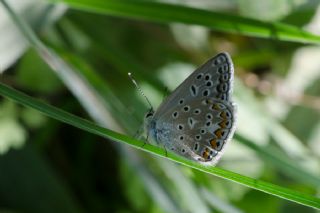 okgzl Mavi (Polyommatus icarus)