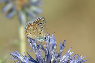 okgzl Mavi (Polyommatus icarus)