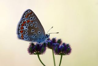 okgzl Mavi (Polyommatus icarus)