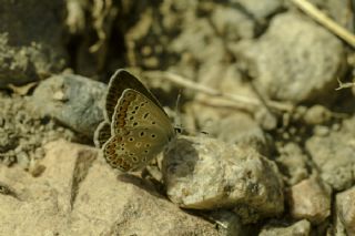 okgzl Mavi (Polyommatus icarus)