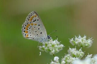 okgzl Mavi (Polyommatus icarus)