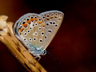 okgzl Mavi (Polyommatus icarus)